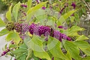 Close-up of berries of American beautyberry (Callicarpa americana)