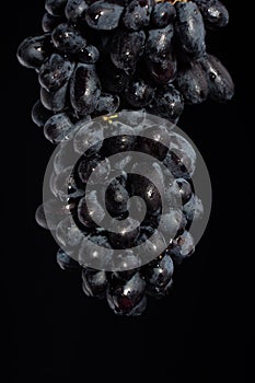 Close-up, berries of dark bunch of grape in low light isolated on black background, water drops