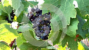 Close up of berries and leaves of grape-vine on blue sky background.