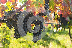 Close up of berries and leaves of grape-vine. Single bunch of ripe red wine grapes hanging on a vine on green leaves background.