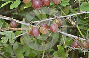 Berries of red gooseberry