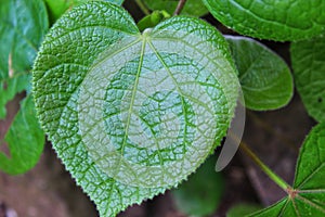 Close up of betel leaf