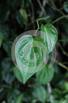 close up Betel Leaf also known Sirih among Malay community in Malaysia