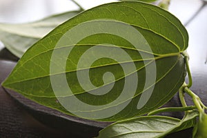 close-up of betel leaf on a black background