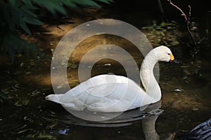 Bewicks swan