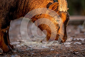 Close-up of Bezoar goat. Capra hircus head