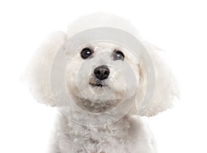 Close up of a Bichon Frise isolated on white