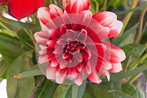 Close up of bicolor dahlia in the garden. Beautiful red-white dahlia flowers in blossom.