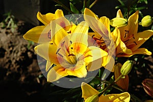 A close up of bicolor lilies of the `Grand Cru` variety Asiatic lily in the garden on a sunny morning