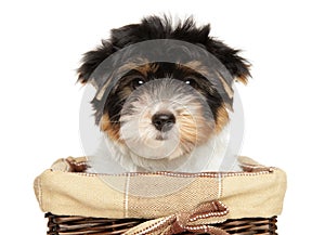 Close-up of a Biewer Terrier puppy in basket