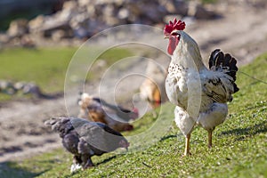 Close-up of big beautiful white well fed rooster proudly guarding flock of hens feeding in green grass on bright sunny day on blu