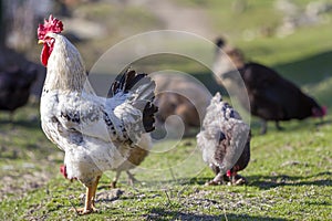 Close-up of big beautiful white well fed rooster proudly guarding flock of hens feeding in green grass on bright sunny day on blu