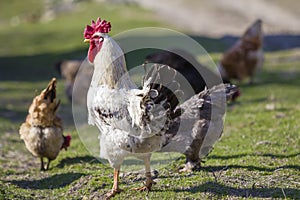 Close-up of big beautiful white well fed rooster proudly guarding flock of hens feeding in green grass on bright sunny day on blu