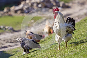 Close-up of big beautiful white well fed rooster proudly guarding flock of hens feeding in green grass on bright sunny day on blu