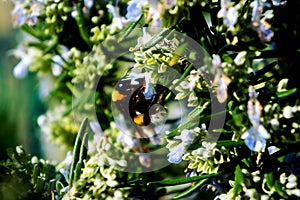 Big bee on Rosemary flower