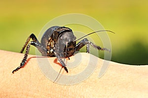 Close up of big bellied cricket