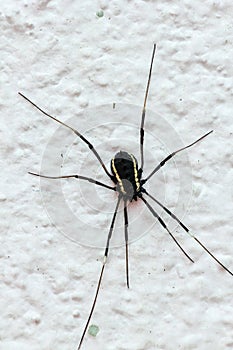 Close up of a big black spider
