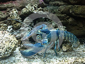 Close up of a big blue lobster with huge tentacles next to rocks and corals in an aquarium