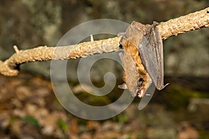 A close up of a Big Brown Bat