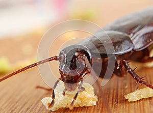 Close up  of a Big Brown Cockroach eating crumbs