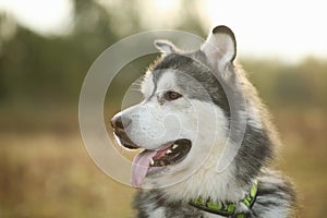 Close up big brown white purebred majestic Alaskan Alaska Malamute dog