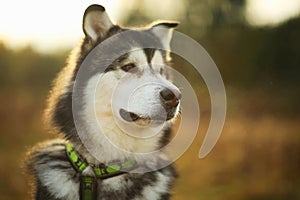 Close up big brown white purebred majestic Alaskan Alaska Malamute dog