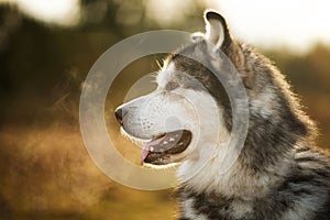 Close up big brown white purebred majestic Alaskan Alaska Malamute dog