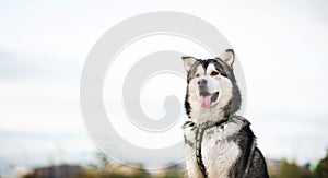 Close up big brown white purebred majestic Alaskan Alaska Malamute dog