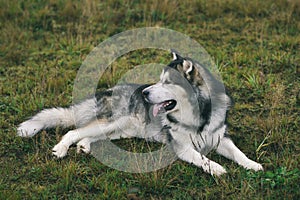 Close up big brown white purebred majestic Alaskan Alaska Malamute dog pet lies on the empty field green park