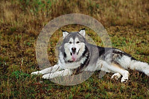 Close up big brown white purebred majestic Alaskan Alaska Malamute dog pet lies on the empty field green park