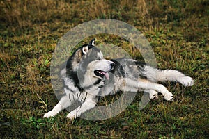 Close up big brown white purebred majestic Alaskan Alaska Malamute dog pet lies on the empty field green park