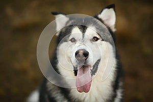 Close up big brown white purebred majestic Alaskan Alaska Malamute dog pet sitting on the empty field in a green park