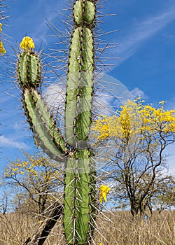 Close up of big cactus and flowering Guayacan tree in dry forest in Ecuador