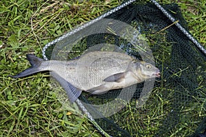 Big caught fish, bream in fisherman`s nets in grass. Concept of successful fishing, luck, fortune, success, active rest