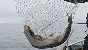 Close-up of big caught fish, hands of fisherman holding landing net with big pike fish. Concepts of successful fishing