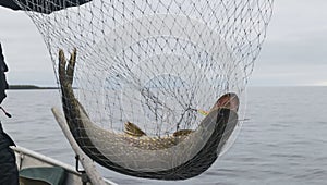 Close-up of big caught fish, hands of fisherman holding landing net with big pike fish. Concepts of successful fishing.