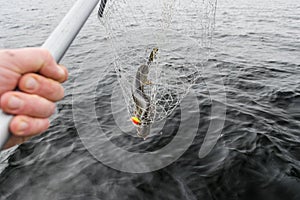 Close-up of big caught fish, hands of fisherman holding landing net with big pike fish. Concepts of successful fishing