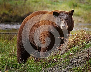 Close up of a big cinnamon bea