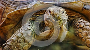 Close up of big crawling turtle with a hard shell at the zoo.