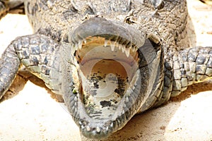 Close-up of Big Crocodile