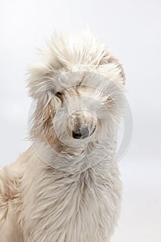 Close-up big cute Afghan dog posing isolated on white studio background.