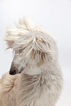 Close-up big cute Afghan dog posing  on white studio background.