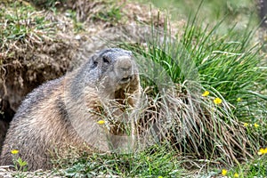 Close up big cute fluffy Alpine Marmot (Marmota marmota