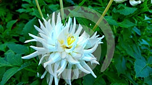 Close up of a big dahlia flower in the park.