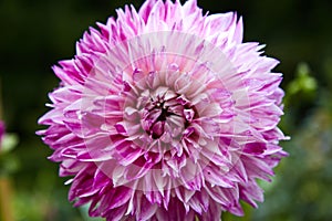 Close-up of big dahlia in white and mauve. Selective focus.