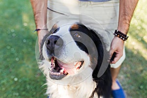 Close up of a big dog with is tonge out and a man behind