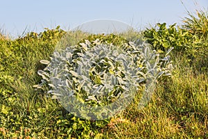 Close up of Big Ears, lamb`s wool, Lamb`s ear, Stachys byzantina