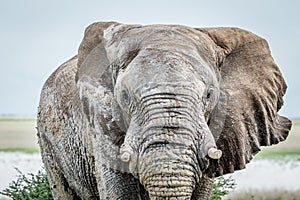 Close up of a big Elephant bull.