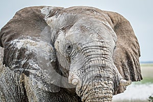 Close up of a big Elephant bull.