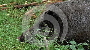 Close up of a big fat wild boar looking around